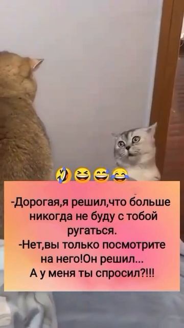 А у меня ты спросил? смотреть онлайн