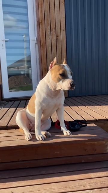 Амстаффы - злые? #shortvideo #собака #staff #pitbull #стаффорд #стаффордширскийтерьер #amstaff #pet смотреть онлайн