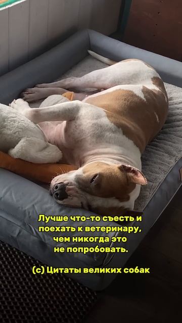 Собачьи правила жизни. #americanbully #pets #doglife #стаффорд #амстафф #стаффордширскийтерьер смотреть онлайн