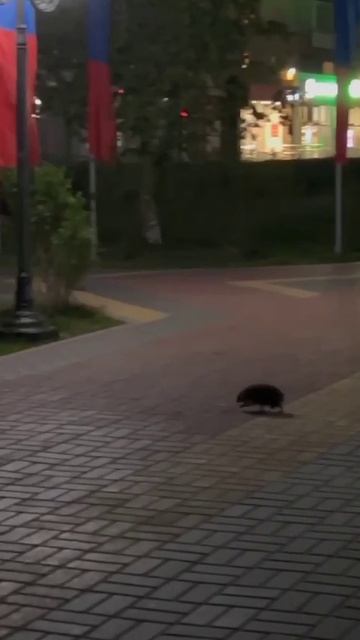 Ежики в городе. 🦔🦔🦔