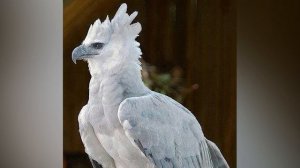 Пернатые Динозавры не страшные?