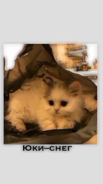 корейские имена для котиков и их значение #котики #рекомендации #глобальныерекомендации