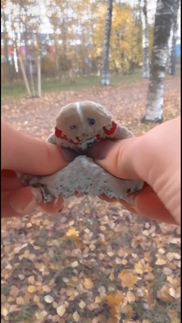 Стаффорд такого не ожидал #pets #собака #staffy #shortvideo #staff #staffie #животные #прикол #ии смотреть онлайн