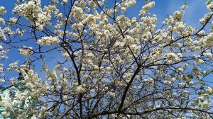 КОГДА ЯБЛОНИ ЦВЕТУТ.