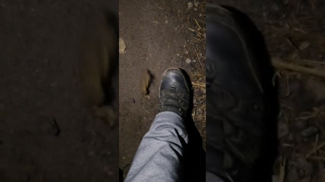 Царевная-лягушка