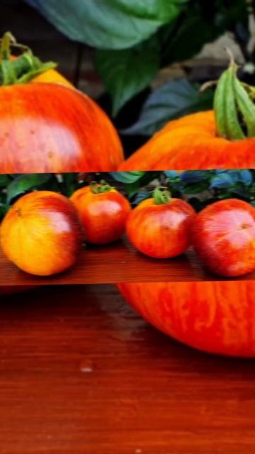 Alice's Dream Мечта Алисы #shorts #seeds #tomat #помидоры #сладкиетома