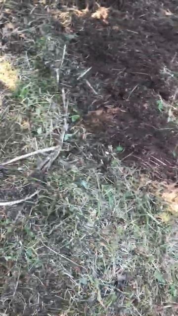 работа мульчера Seppi midiforst DT по расчистке полей на куста смотреть онлайн