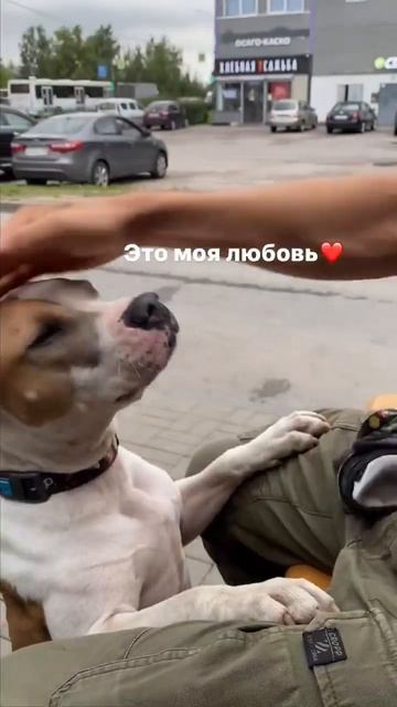 Зачем мы взяли Амстаффа??? #shorts #shortvideo #staff ##subscribe смотреть онлайн