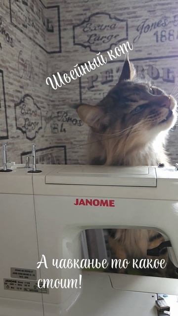кот швей #котики #кот #швейная #шитье смотреть онлайн