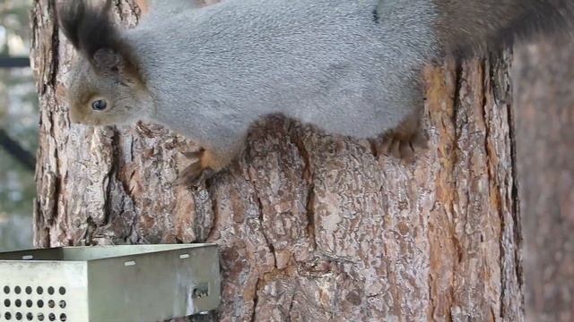 Это не просто кормушка, а настоящий гимнастический тр? смотреть онлайн