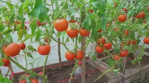 Супер метод выращивания помидоров в ящиках