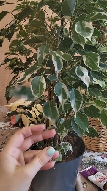 У меня теперь тоже есть #фикусбенджамина #shorts смотреть онлайн