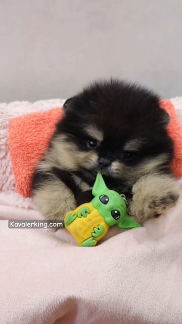 Мини малышка Эмили😍Продаётся✅ Kavalerking.com #pomeranian #exclusive #puppies #spitz #щенкишпица