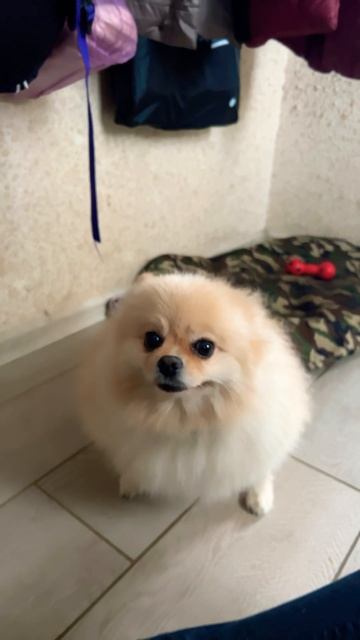 Настроение взять и улететь #мейнкун #шпиц #dog