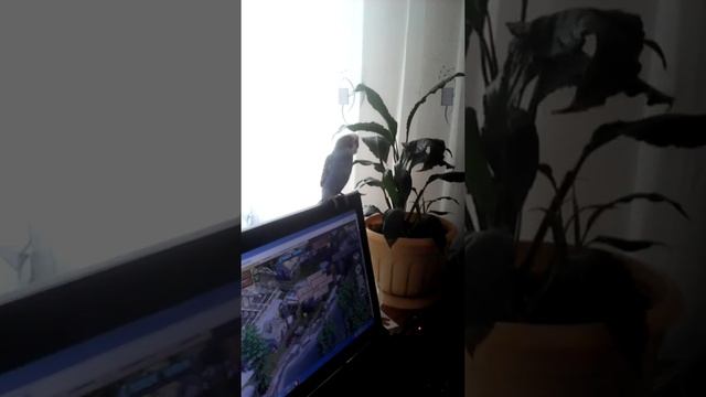 Танцует под бас