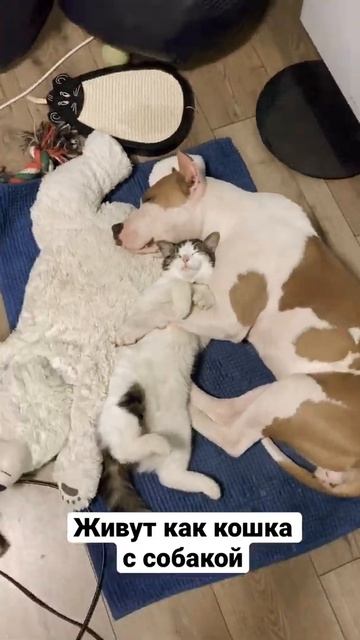 Шок! Стаффорд душит кошку! #shorts #staff смотреть онлайн