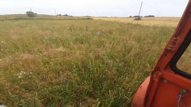 Дискую первый урожай горчицы, чтобы получить второй. Т смотреть онлайн