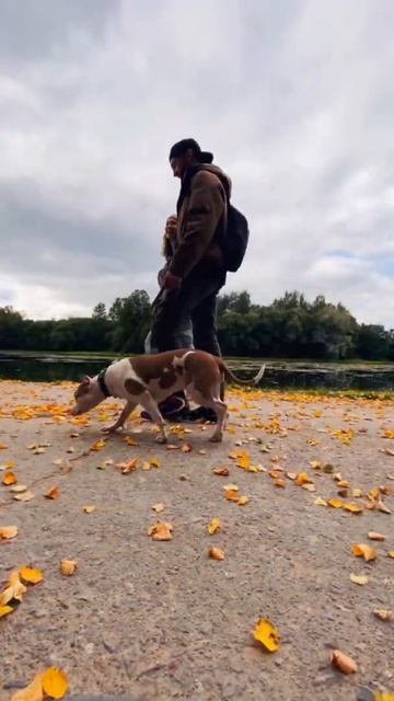 Уютная питерская осень #shorts смотреть онлайн