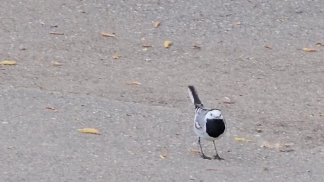 Трясогузка носится за мухами