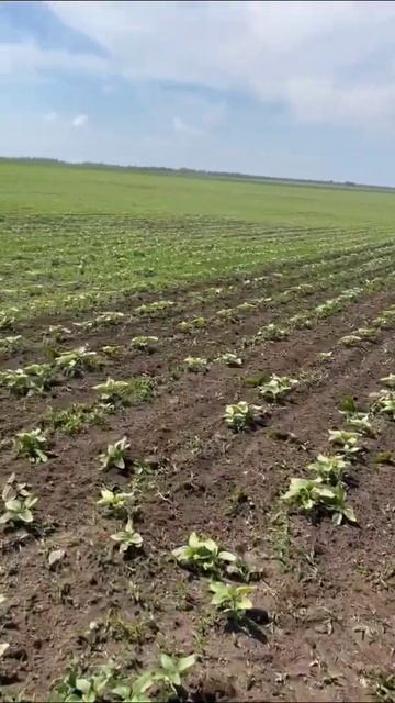 Культиватор КМН-5.6 , работа в поле 👍👍👍 +7 903 642 07 82 смотреть онлайн