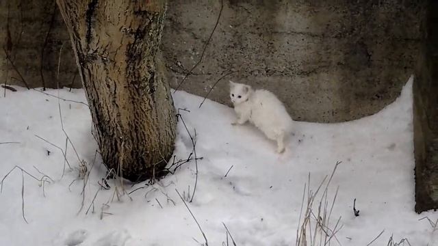 белый кот на снегу )