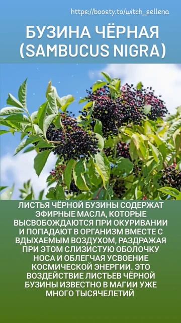 #бузина смотреть онлайн