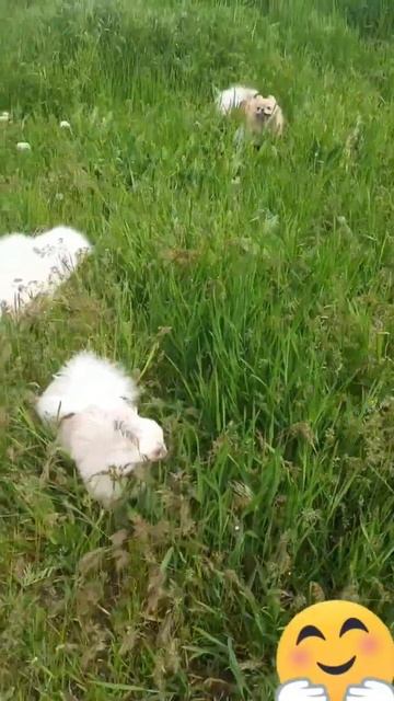 Шпиц. Любимая банда гуляет💕🤗