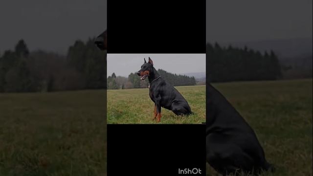 Обои на экран #Обои #automobile #тиктак #телефоннные обои смотреть онлайн