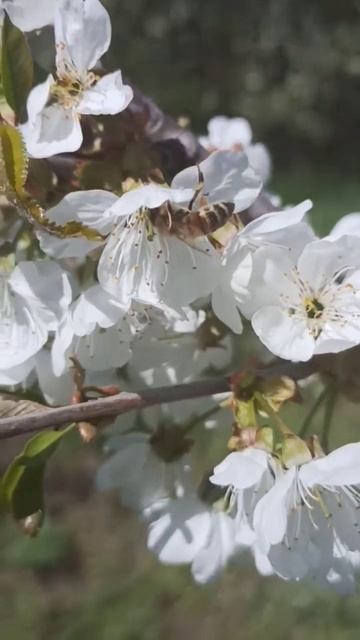 Цветение вишни. #пчелы #пыльца #пыльцацветочная смотреть онлайн