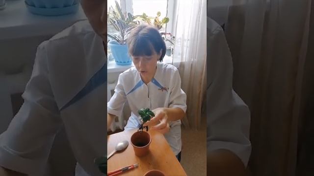 Пересадка адениумов смотреть онлайн