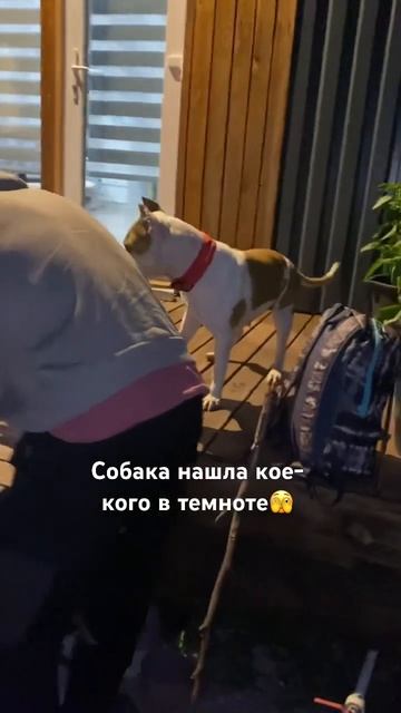 Собака кое-кого нашла #собака #staff #shortvideo #staffy #pets #ежик #стаффорд #амстафф смотреть онлайн