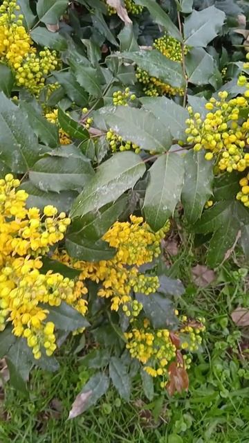 Как цветет желтая сирень магония падуболистная