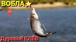 🔥ВОБЛА дуром клюёт🔥 на Волге - Весной 202? г.....в Астрахани, по Две штуки за РАЗ....