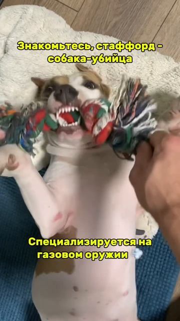 Вся правда о стаффах #shortvideo #staff #стаффорд #стаффордширскийтерьер #амстафф #блог #amstaff смотреть онлайн