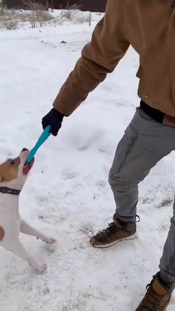 Злой Амстафф #shorts #pitbull #amstaff #shortvideo #staff смотреть онлайн