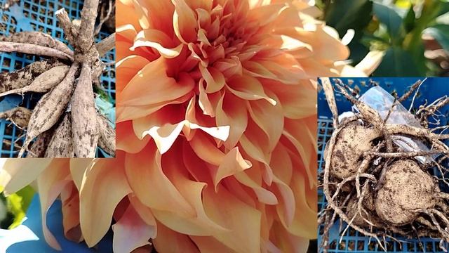 ГЕОРГИНЫ осень - клубни и саженцы !