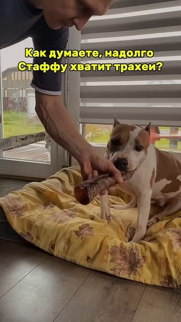 Какие лакомства давать стаффу? #суперсобака #puppy #pitbull #pets #humor #americanbully #амстафф смотреть онлайн
