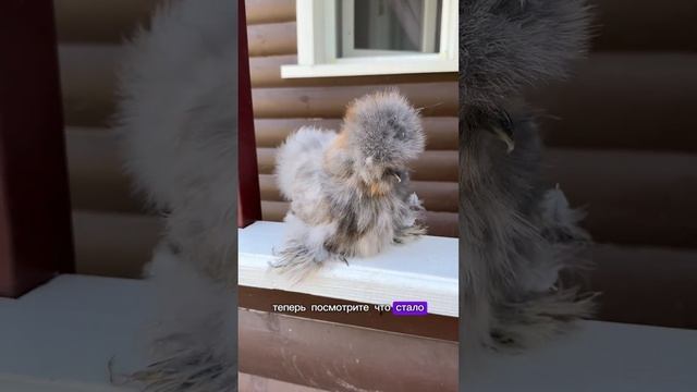 Как определить пол у китайских шелковых кур? Петушок и смотреть онлайн