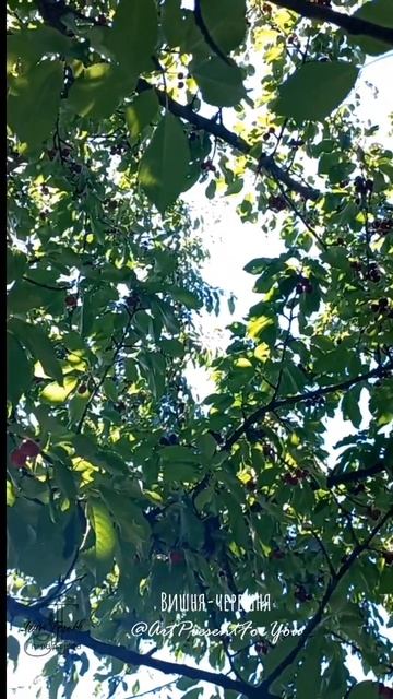 Декор с росписью/Роспись мебели/Вишня-черешня/#Shorts/Irina смотреть онлайн