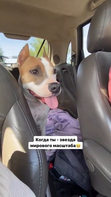 Амстаффа звезда YouTube #shortvideo #amstaff #pitbull #subscribe #shorts смотреть онлайн