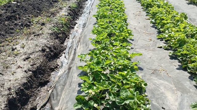 Чем подкормить клубнику во время плодоношения и налива ягоды, удобрение Еврохим 6-14-35 смотреть онлайн