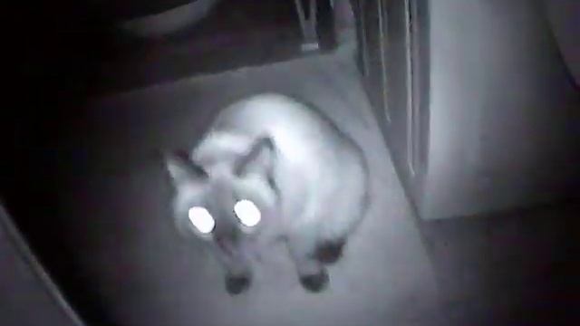 Паронормальное явление 5 смотреть онлайн