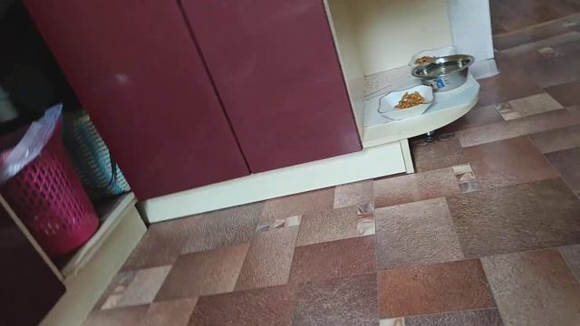 Снежок 1 28.07.2024