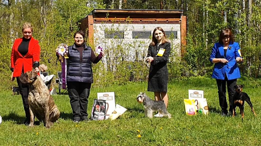 17.05.2025, СПб. Клуб "Кредо" (РКФ, РФОС). Выставка собак САС 2 группы FCI смотреть онлайн