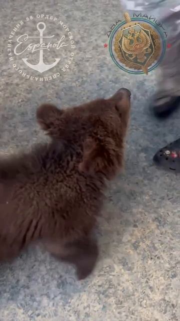 на позиции Esoanola забрёл медвежонок. Был накормлен, осмотрен ветеринаром, принят в отряд.mp4