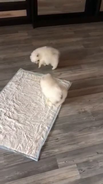 Продажа шпица. Купить шпица в Москве.