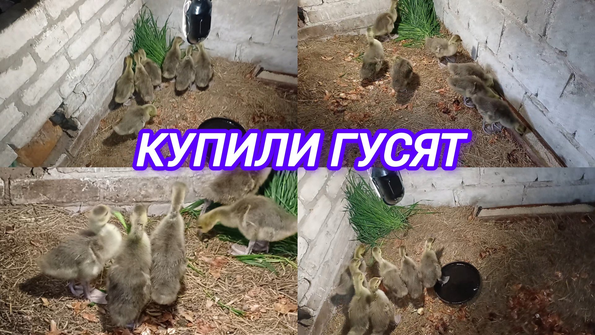 КУПИЛИ ГУСЯТ. ПРИГОТОВИЛИ ИМ ЖИЛЬЁ. НАКОРМИЛИ НОВЫХ ЖИЛЬЦОВ смотреть онлайн