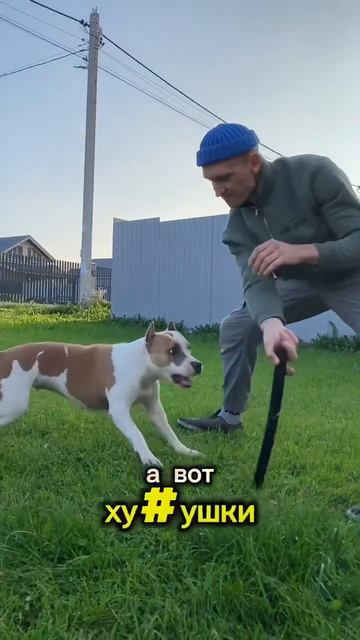 Добрый стаффорд Юми #shortvideo #staff #стаффорд #стаффордширскийтерьер #амстафф #блог смотреть онлайн