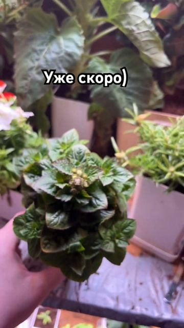 Агератум Kona Blue #растения #цветы #агератум