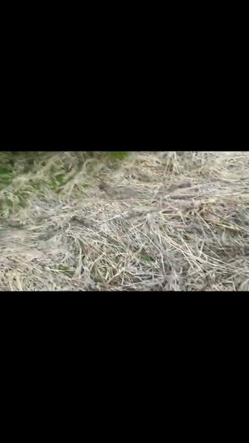 Не ожидал найти складень#коп #металлоискатель #коп2023 #? смотреть онлайн